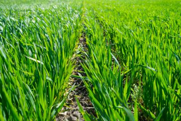 молодая-пшеница-растет-в-поле-115163600.jpg